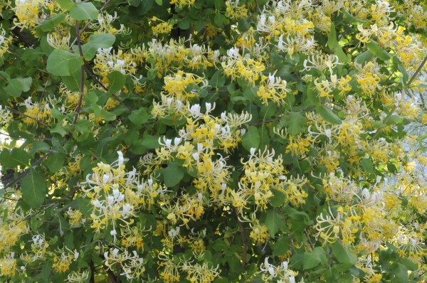 Lonicera japonica Halliana 7,5l 150-200