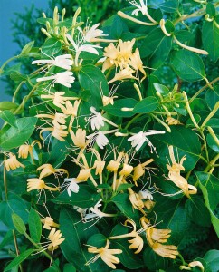 Lonicera japonica Halliana 7,5l 150-200