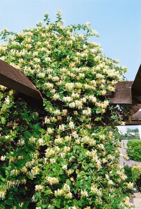 Lonicera japonica Halliana 7,5l 150-200