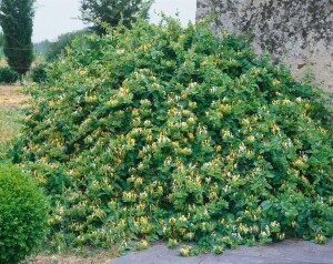 Lonicera japonica Halliana 7,5l 150-200