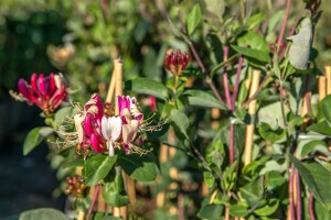 Lonicera japonica Halliana 7,5l 150-200