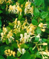 Lonicera japonica Halliana 7,5l 150-200