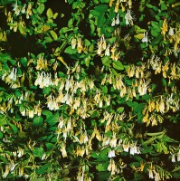 Lonicera japonica Halliana 7,5l 150-200