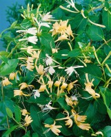 Lonicera japonica Halliana 7,5l 150-200