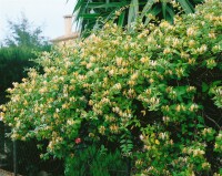 Lonicera japonica Halliana 7,5l 150-200