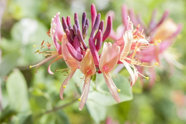 Lonicera periclymenum Serotina kräftig 150- 200 cm