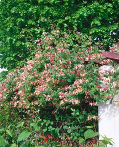 Lonicera periclymenum Serotina kräftig 150- 200 cm