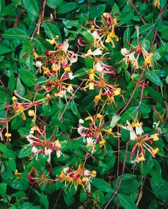 Lonicera periclymenum Serotina kräftig 150- 200 cm