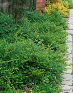 Lonicera pileata P20-30