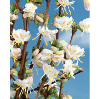 Lonicera purpusii Winter Beauty 60- 100 cm