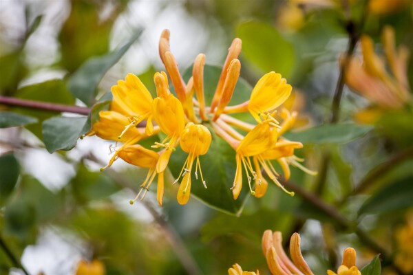 Lonicera tellmanniana 5 L Eck 80-100