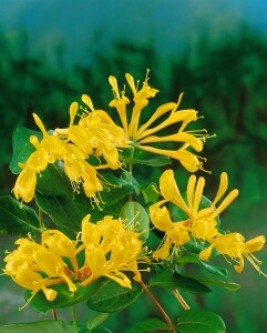 Lonicera tellmanniana 5 L Eck 80-100