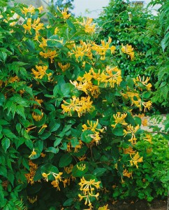 Lonicera tellmanniana 5 L Eck 80-100