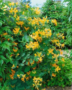 Lonicera tellmanniana 5 L Eck 80-100