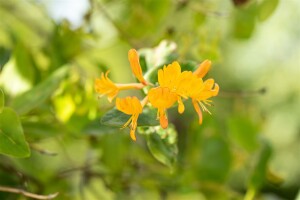 Lonicera tellmanniana 5 L Eck 80-100