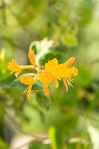 Lonicera tellmanniana 5 L Eck 80-100