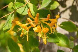 Lonicera tellmanniana 5 L Eck 80-100