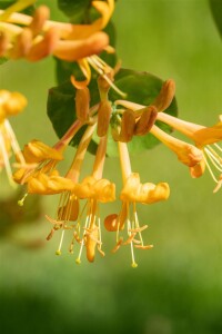 Lonicera tellmanniana 5 L Eck 80-100