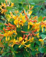 Lonicera tellmanniana 5 L Eck 80-100