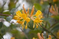 Lonicera tellmanniana 5 L Eck 80-100