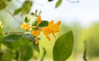 Lonicera tellmanniana 5 L Eck 80-100