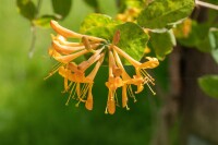 Lonicera tellmanniana 5 L Eck 80-100