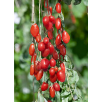 Lycium barbarum Sweet Lifeberry 40- 60 cm