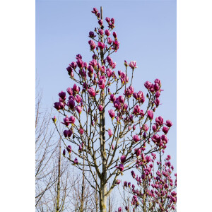 Magnolia Black Tulip TM 80- 100 cm