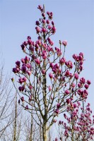 Magnolia Cleopatra  60- 80 cm
