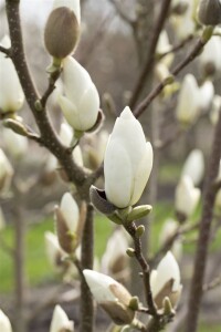 Magnolia denudata 80- 100 cm