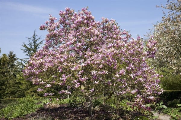 Magnolia Galaxy kräftig 3xv 150- 175 cm