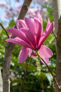 Magnolia Galaxy kräftig 3xv 150- 175 cm