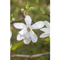 Magnolia kobus mehrjährig Stammhöhe 100 cm +...