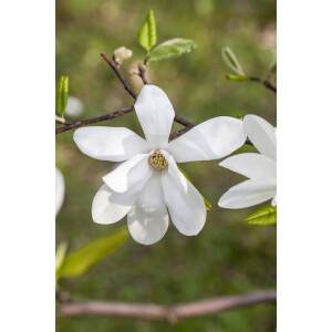 Magnolia kobus kräftig 125- 150 cm
