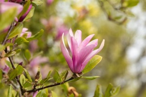 Magnolia liliiflora Susan mehrjährig Stammhöhe 80 cm