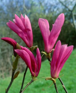 Magnolia liliiflora Susan mehrjährig Stammhöhe 80 cm