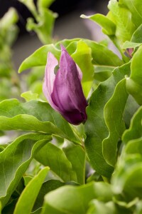 Magnolia liliiflora Susan mehrjährig Stammhöhe 80 cm