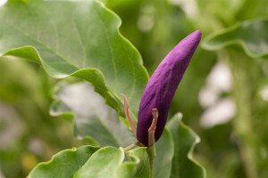 Magnolia liliiflora Susan mehrjährig Stammhöhe 80 cm