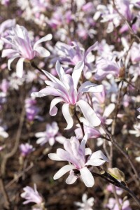 Magnolia liliiflora Susan mehrjährig Stammhöhe 80 cm