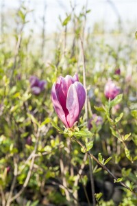 Magnolia liliiflora Susan mehrjährig Stammhöhe 80 cm