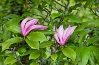 Magnolia liliiflora Susan mehrjährig Stammhöhe 80 cm