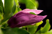 Magnolia liliiflora Susan mehrjährig Stammhöhe 80 cm