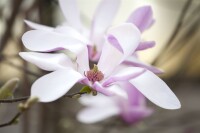 Magnolia liliiflora Susan mehrjährig Stammhöhe 80 cm