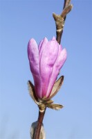 Magnolia liliiflora Susan mehrjährig Stammhöhe 80 cm