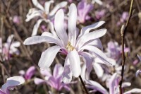 Magnolia liliiflora Susan mehrjährig Stammhöhe 80 cm