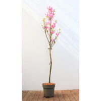 Magnolia liliiflora Susan mehrjährig Stammhöhe...