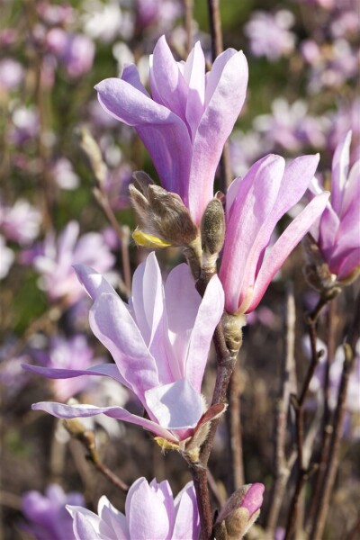 Magnolia liliiflora Susan kräftig 3xv mb 100-125 cm kräftig