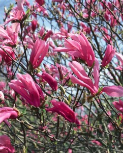 Magnolia liliiflora Susan kräftig 3xv mb 100-125 cm kräftig