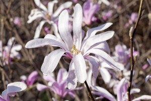 Magnolia liliiflora Susan kräftig 3xv mb 100-125 cm kräftig