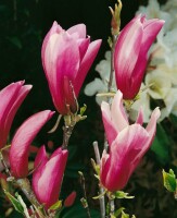 Magnolia liliiflora Susan kräftig 3xv mb 100-125 cm kräftig